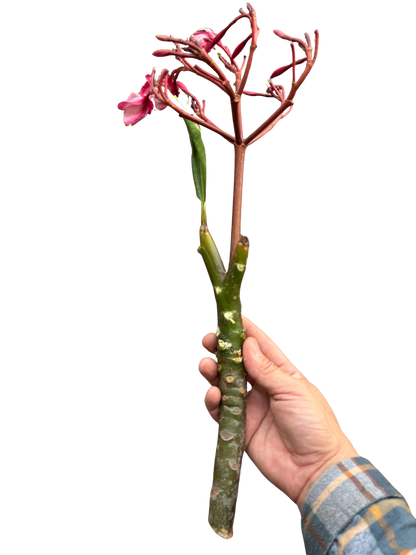 Plumeria Mex Pink Single | Fragrant Pink Tropical Flowers | House Plant Shop