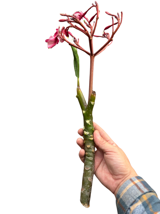 Plumeria Mex Pink Single | Fragrant Pink Tropical Flowers | House Plant Shop