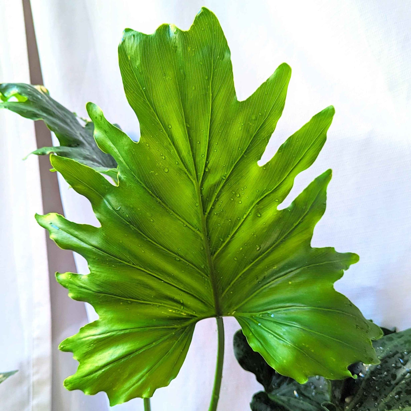 Close-up of Split Leaf Philodendron leaf with glossy green lobes and water droplets