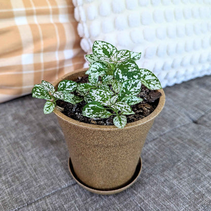 Hypoestes 'Polka Dot Plant' small plant with white-speckled green leaves