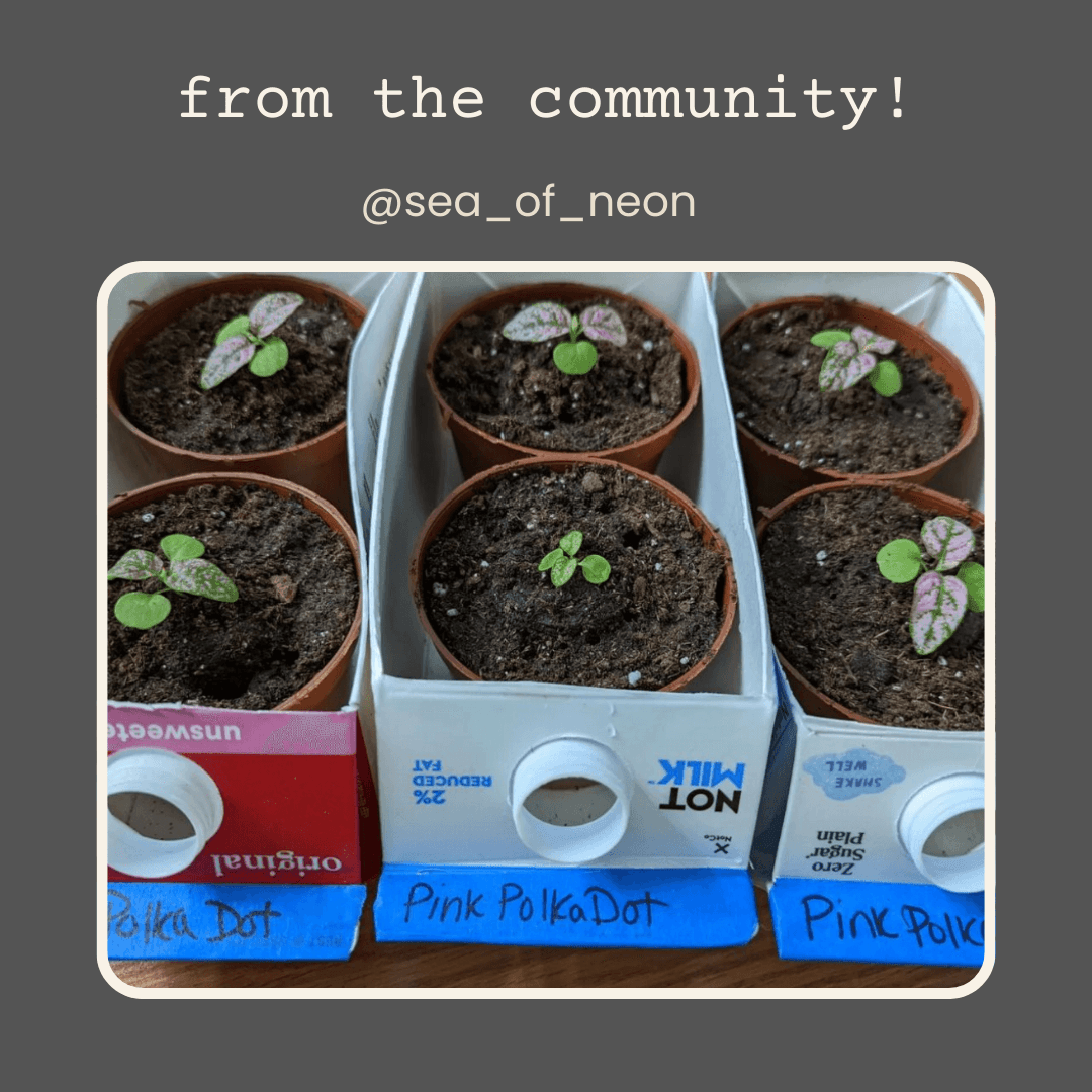 Hypoestes seedlings in small pots, with tiny green sprouts and speckled leaves