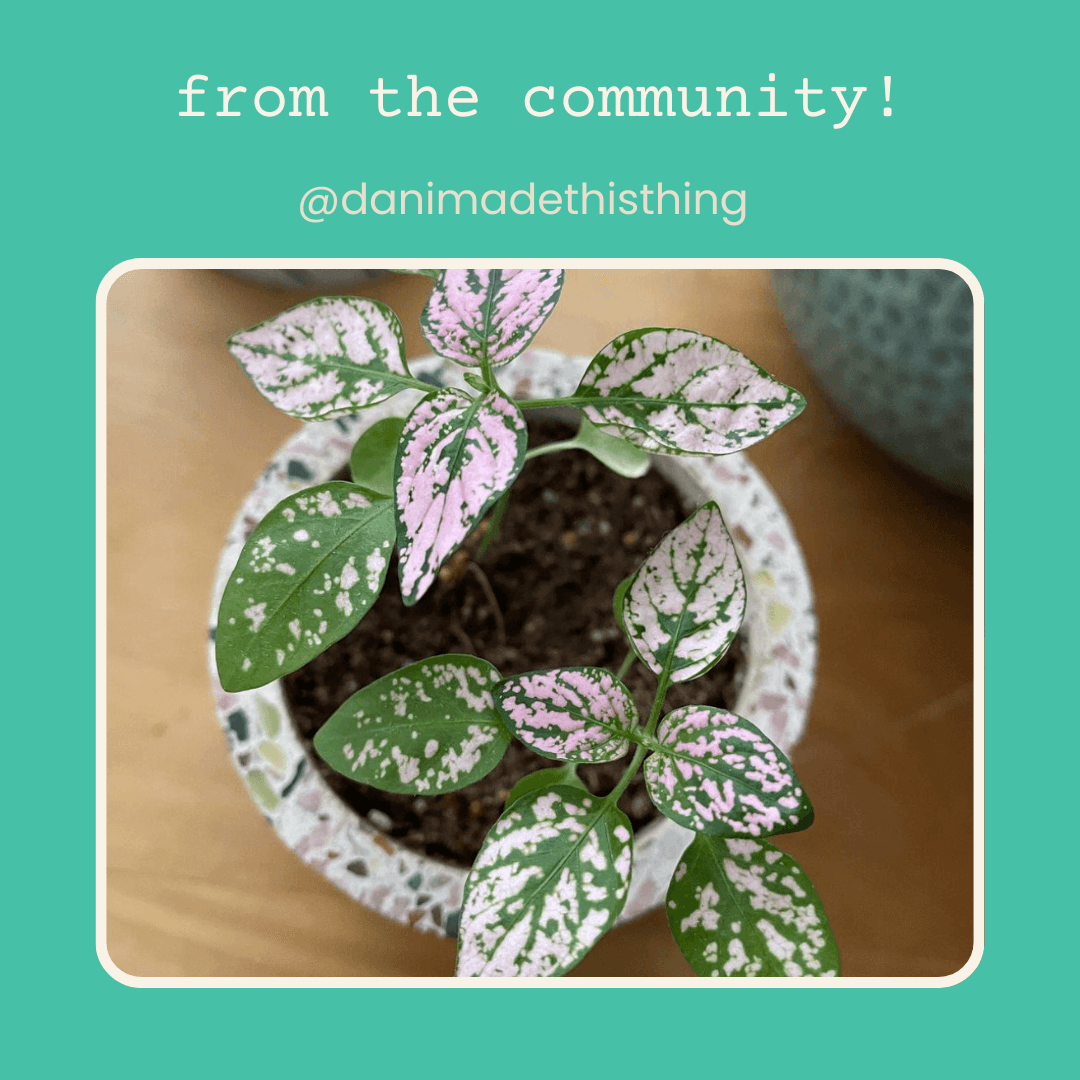 Hypoestes 'Polka Dot Plant' community photo: compact plant with pink-speckled leaves