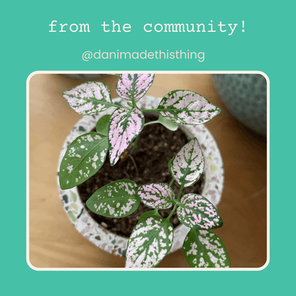 Hypoestes 'Polka Dot Plant' community photo: compact plant with pink-speckled leaves