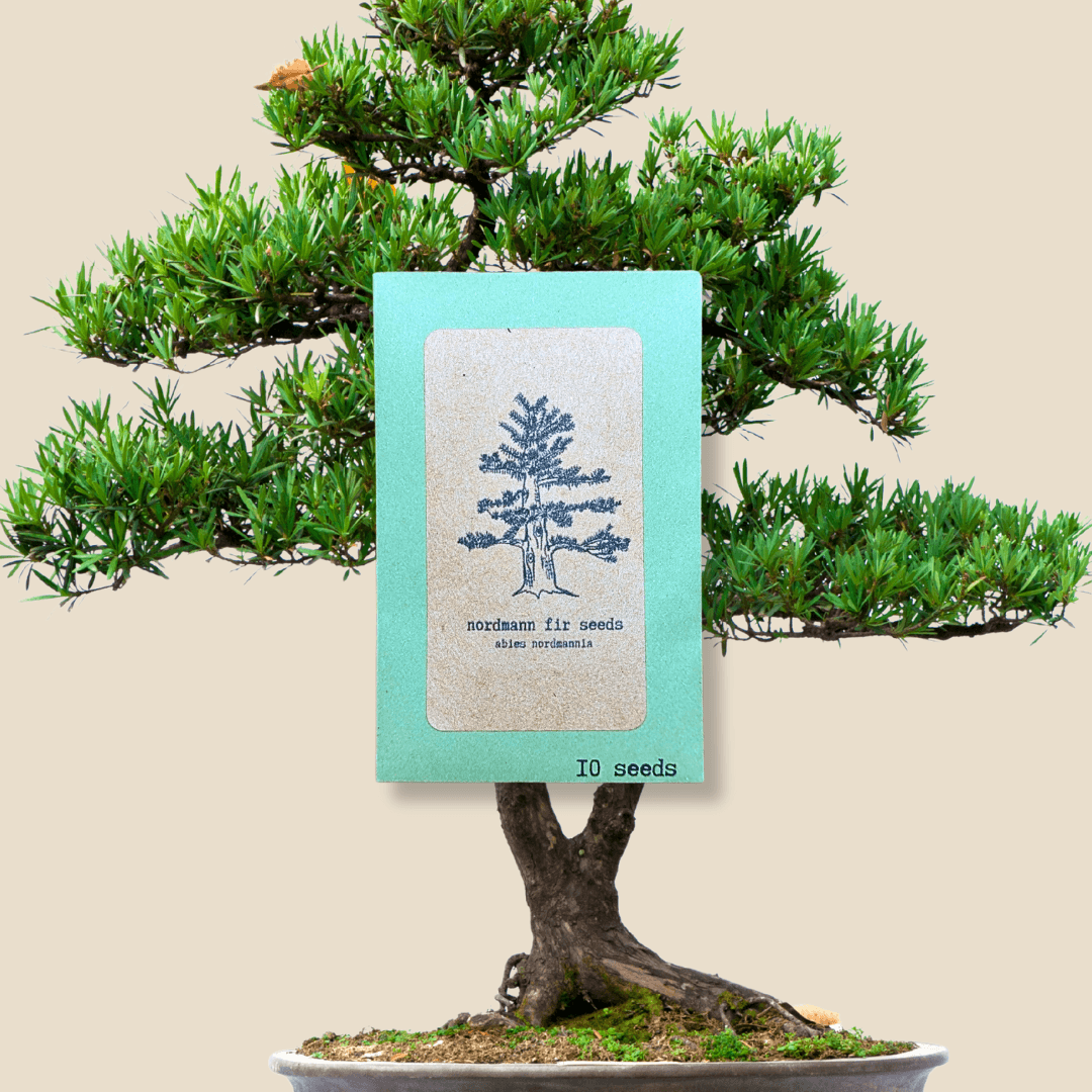 Nordmann fir seed packet with illustrated tree and '10 seeds' text