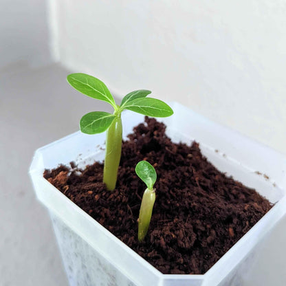 Adenium Obesum 'Desert Rose' Seeds