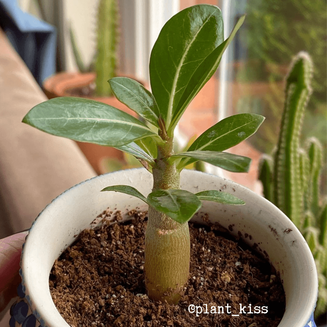 Adenium Obesum 'Desert Rose' Seeds