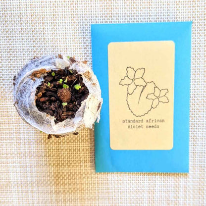 African Violet Seeds