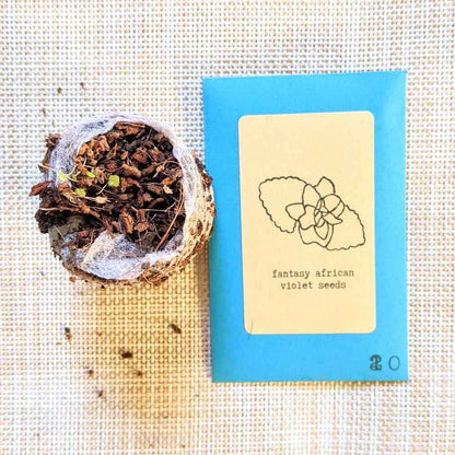 African Violet Seeds