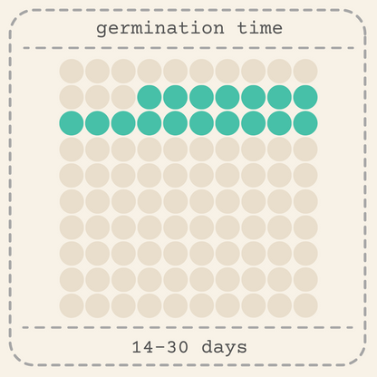 African Violet Seeds