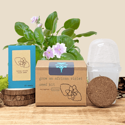 Grow an African Violet seed kit with pots, soil pod, and sprouting violet plantlets