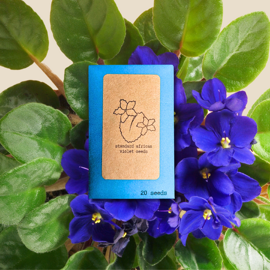 African Violet Seeds