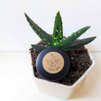 Small aloe plant in soil pot with aloe mix seeds tin in front