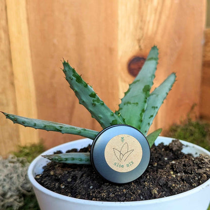 Green aloe in pot with aloe mix seeds tin centered on dark soil