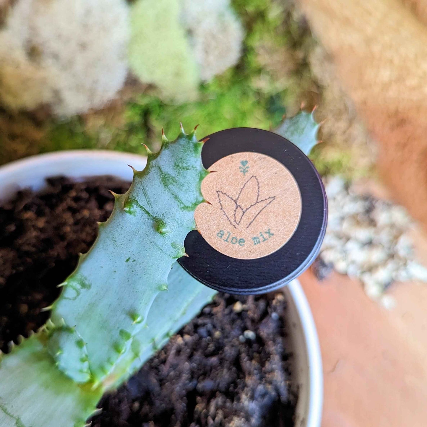 Aloe mix seeds tin beside spiky aloe leaf and seed tray