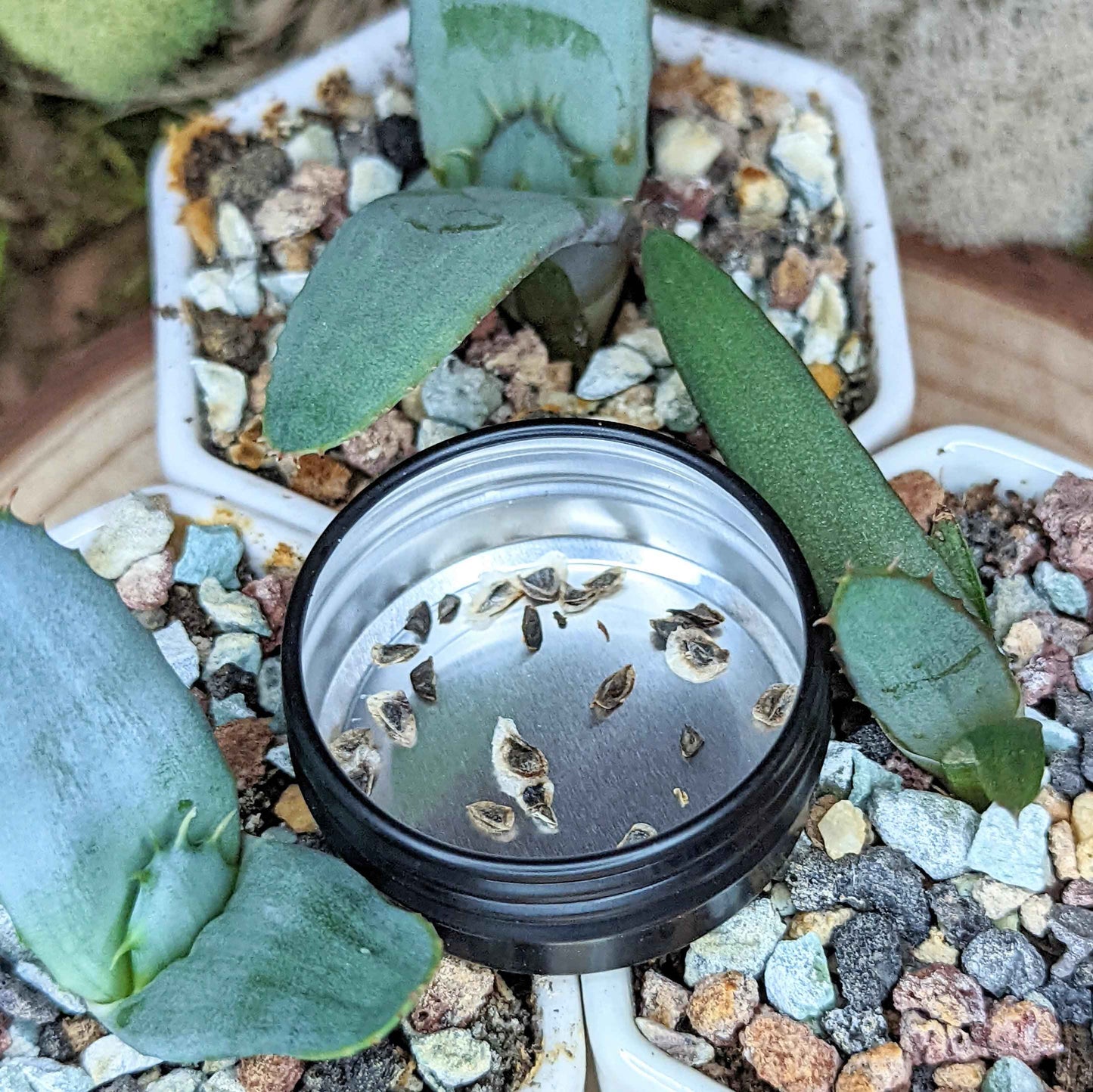 Young aloe plant in pot with aloe mix seeds tin on dark gravel soil