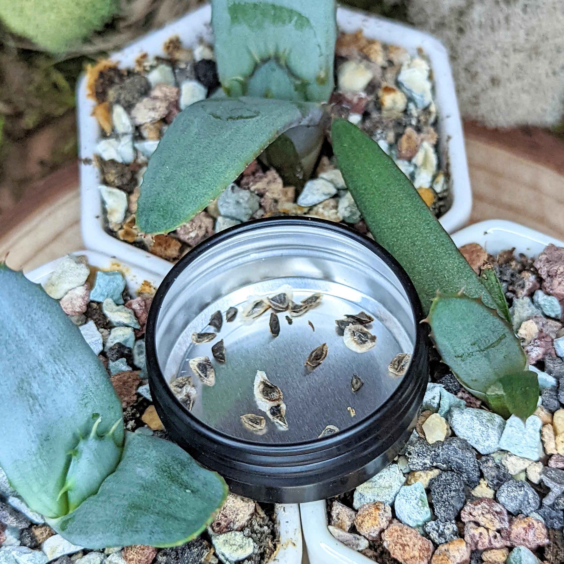 Young aloe plant in pot with aloe mix seeds tin on dark gravel soil