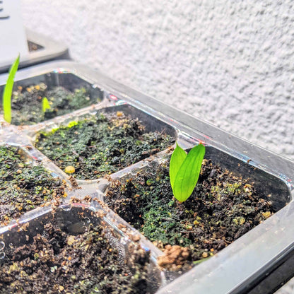 Green aloe seedlings in clear seed tray on dark potting mix