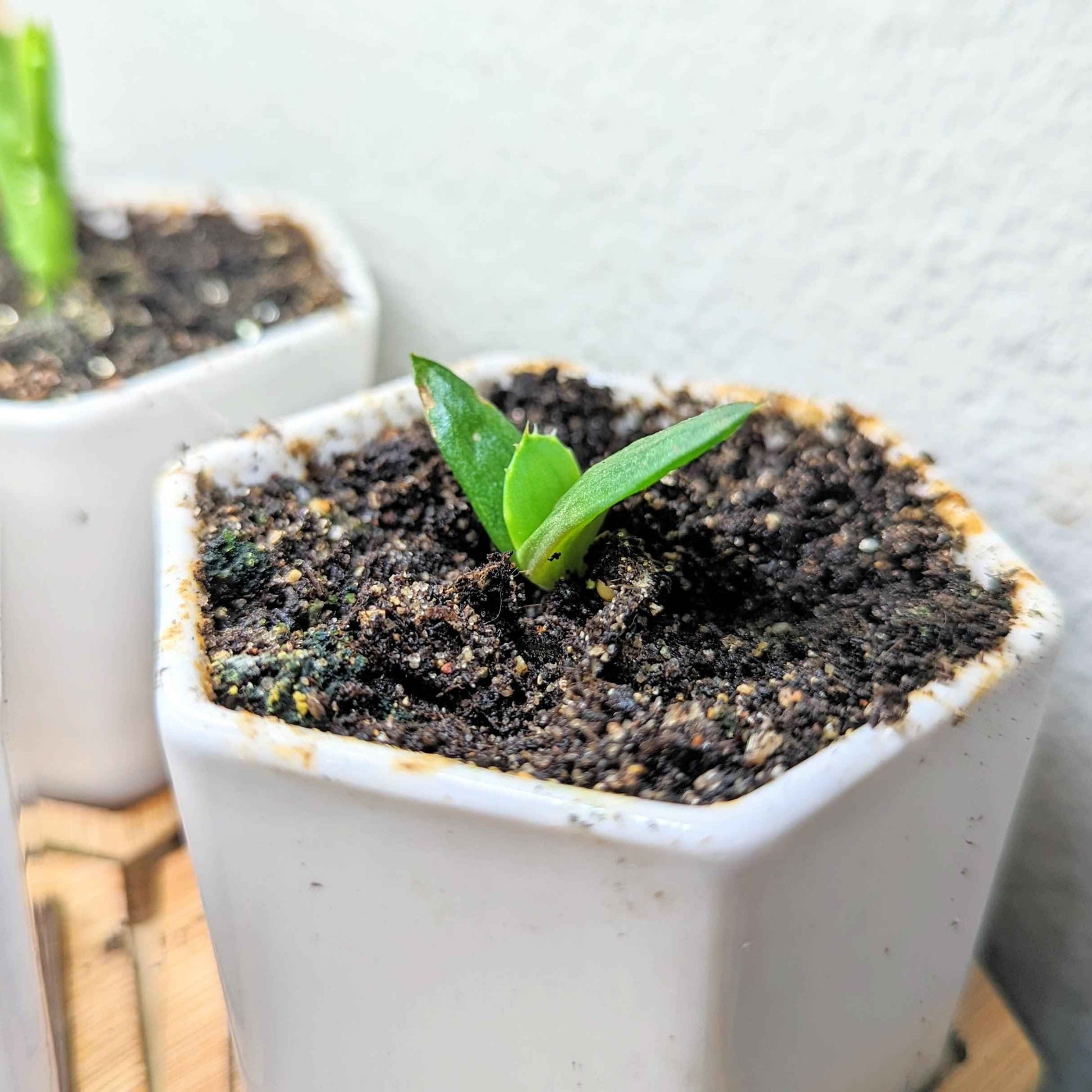 Young aloe sprout in white pot with dark soil and speckled mulch