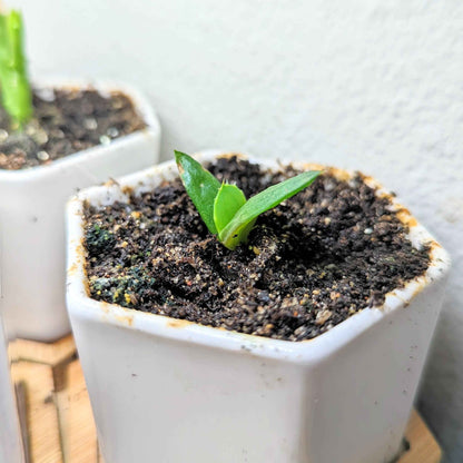 Young aloe sprout in white pot with dark soil and speckled mulch