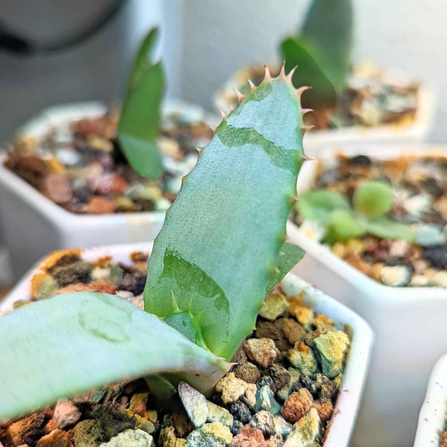 Close-up aloe rosette growing in seed tray soil with spiky leaves