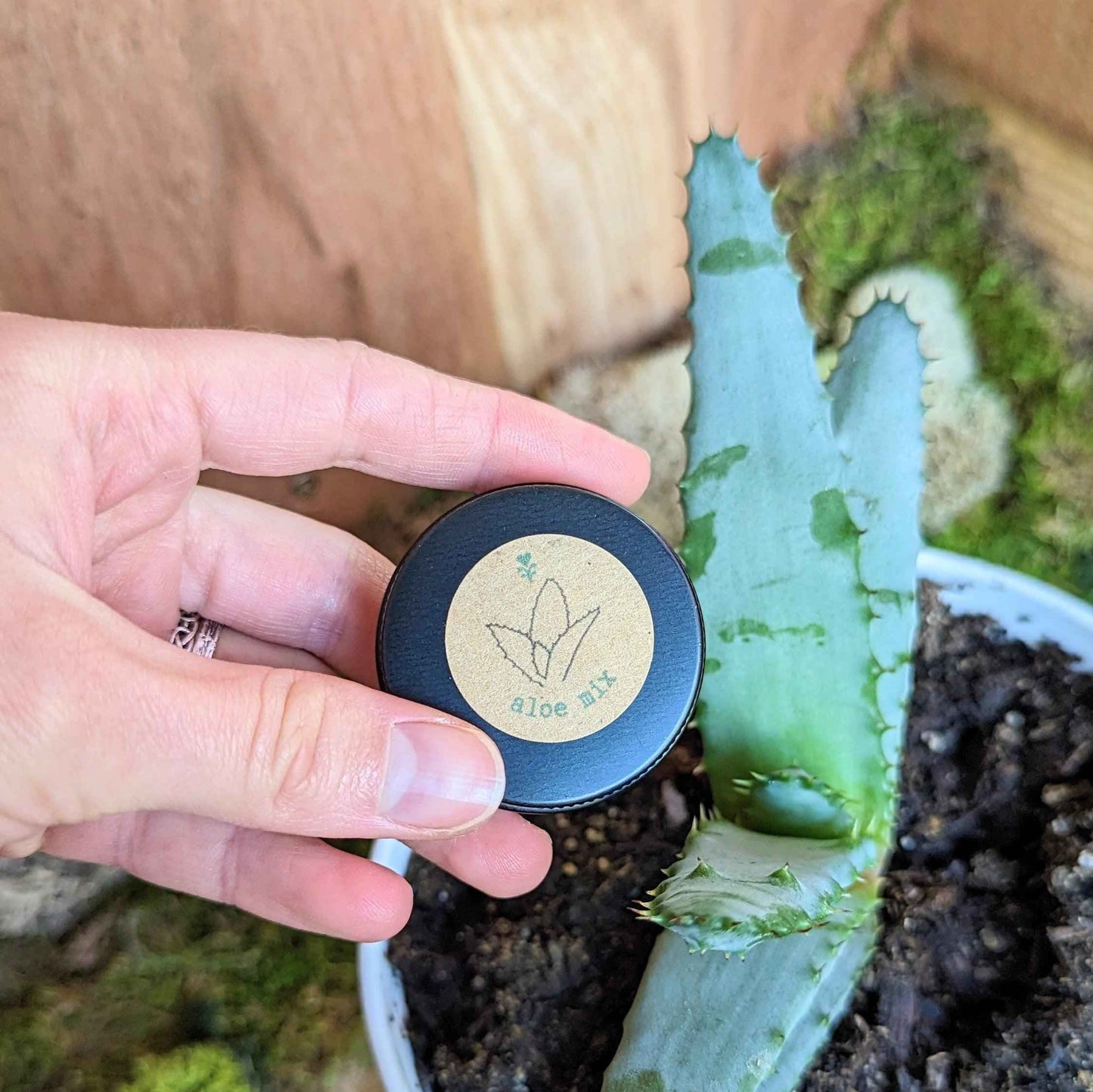 Hand holding aloe mix seeds tin next to small aloe plant in pot