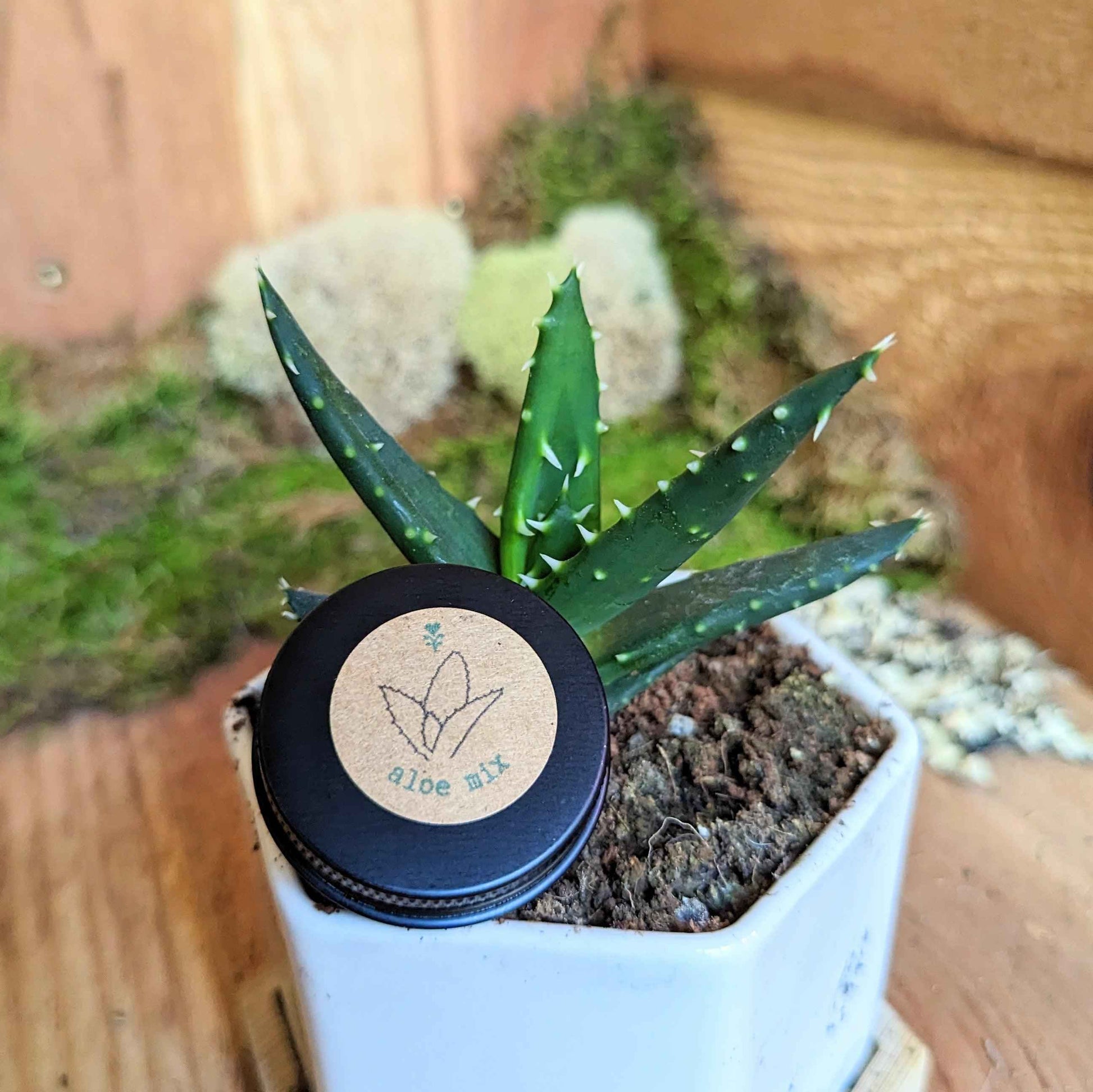 Aloe plant in pot with aloe mix seeds tin placed on dark soil