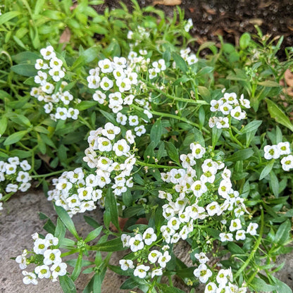 Alyssum Seeds