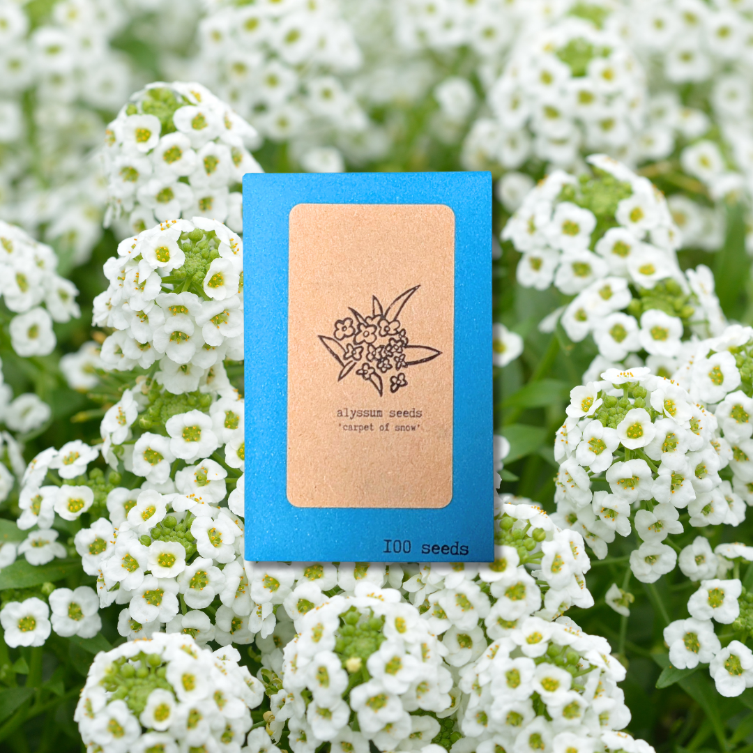 Alyssum Seeds