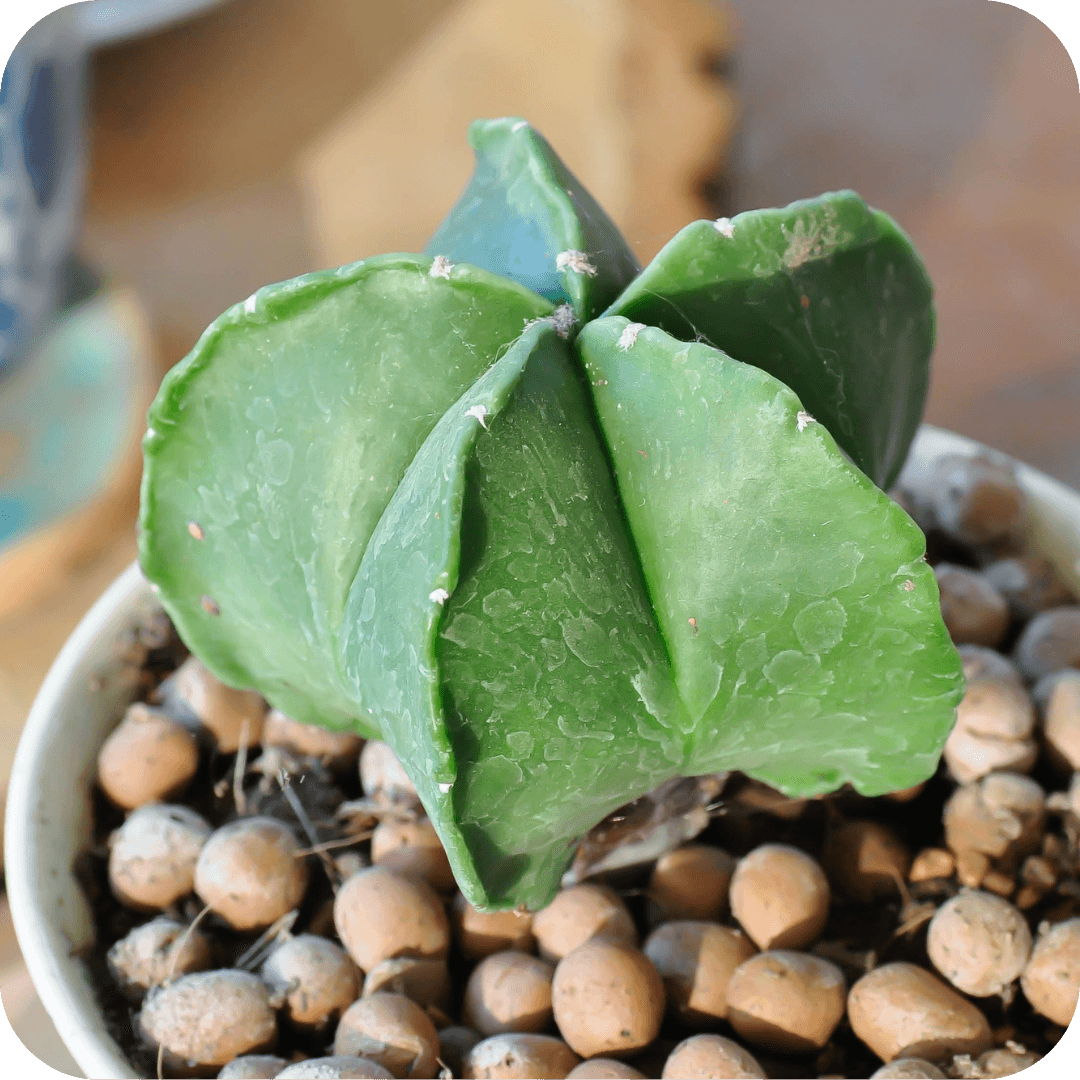 Green Astrophytum star cactus seedling in pot with small stones