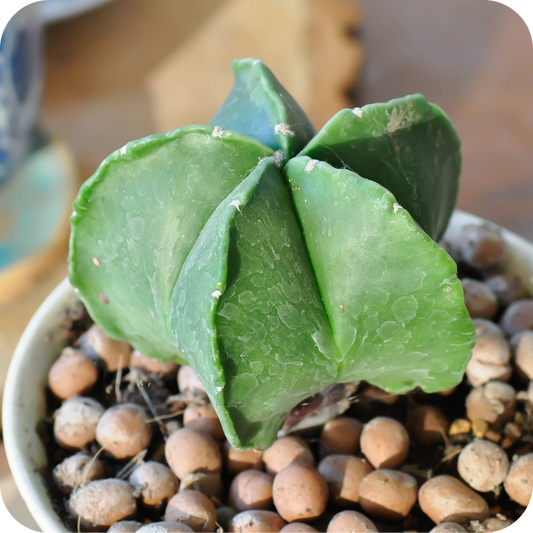 Astrophytum Mix "Star Cactus" Seeds