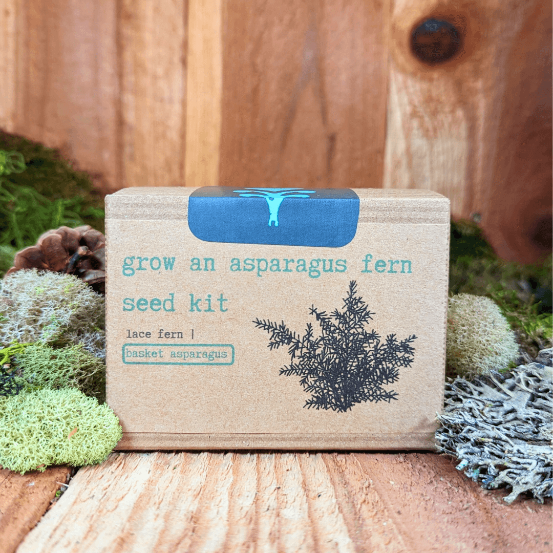 Asparagus fern seed kit box front with blue handle and dark fern illustration