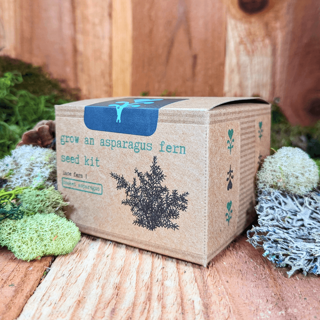 Asparagus fern seed kit box angled with blue top and side plant icons