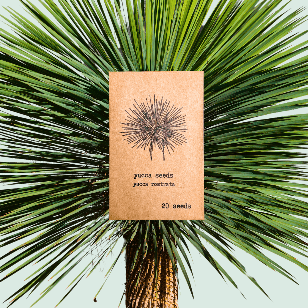 Yucca rostrata 'Beaked Yucca' seed packet, 20 seeds