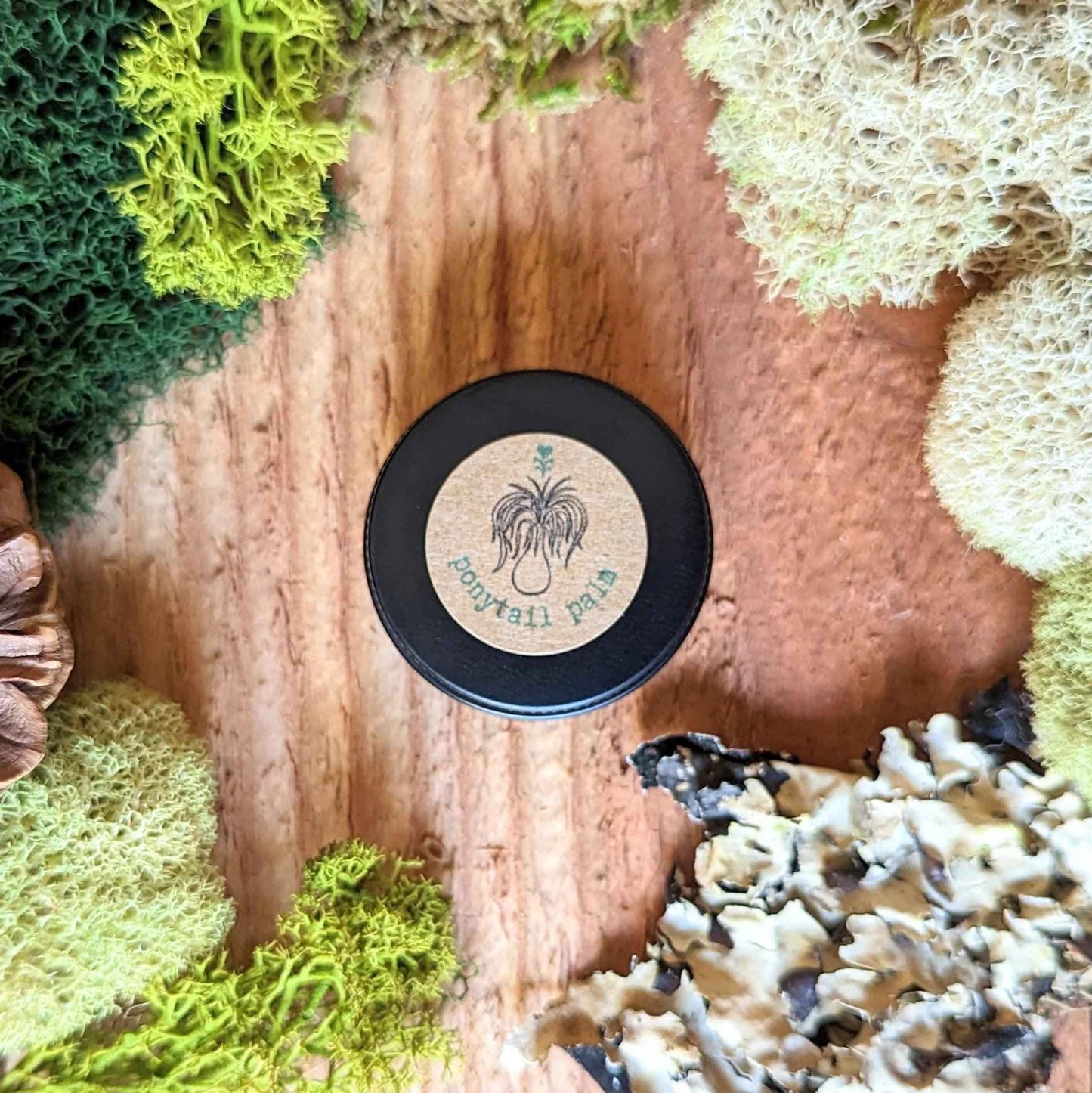 Beaucarnea Recurvata 'Ponytail Palm' Seeds