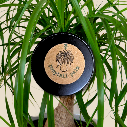 Beaucarnea Recurvata 'Ponytail Palm' Seeds