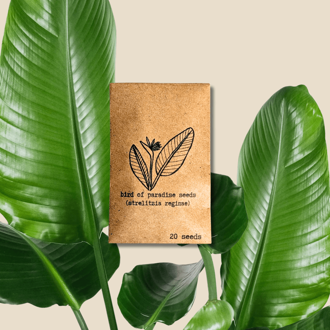 Strelitzia reginae (orange) bird of paradise seed packet, 20 seeds