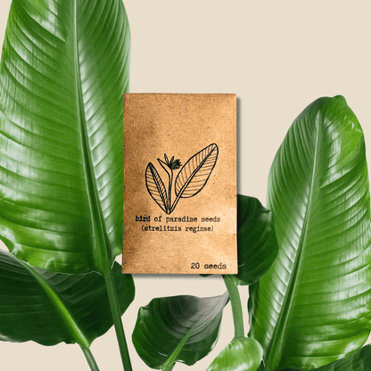 Strelitzia reginae (orange) bird of paradise seed packet, 20 seeds