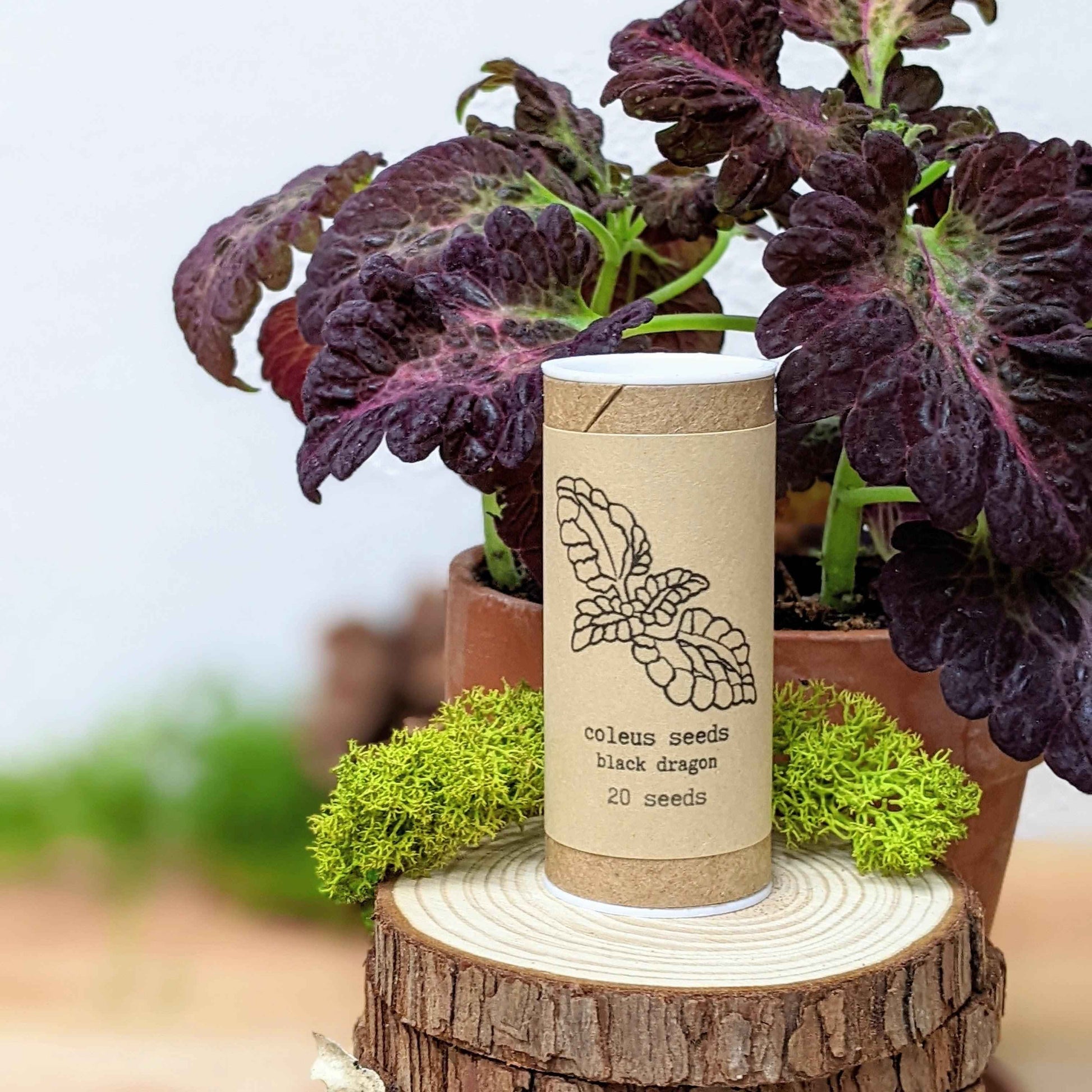 Black dragon coleus plants in pots with seed packet