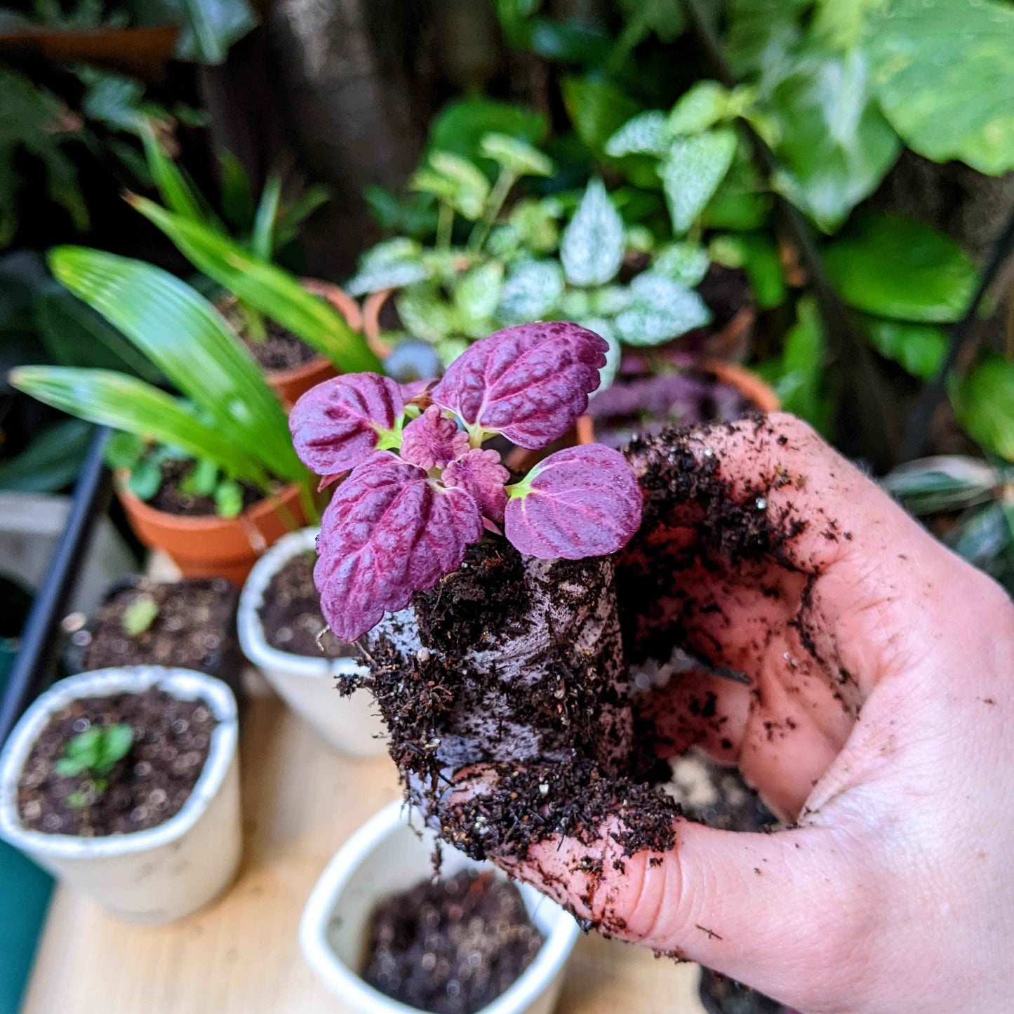 Coleus seedlings growing from soil in a hand