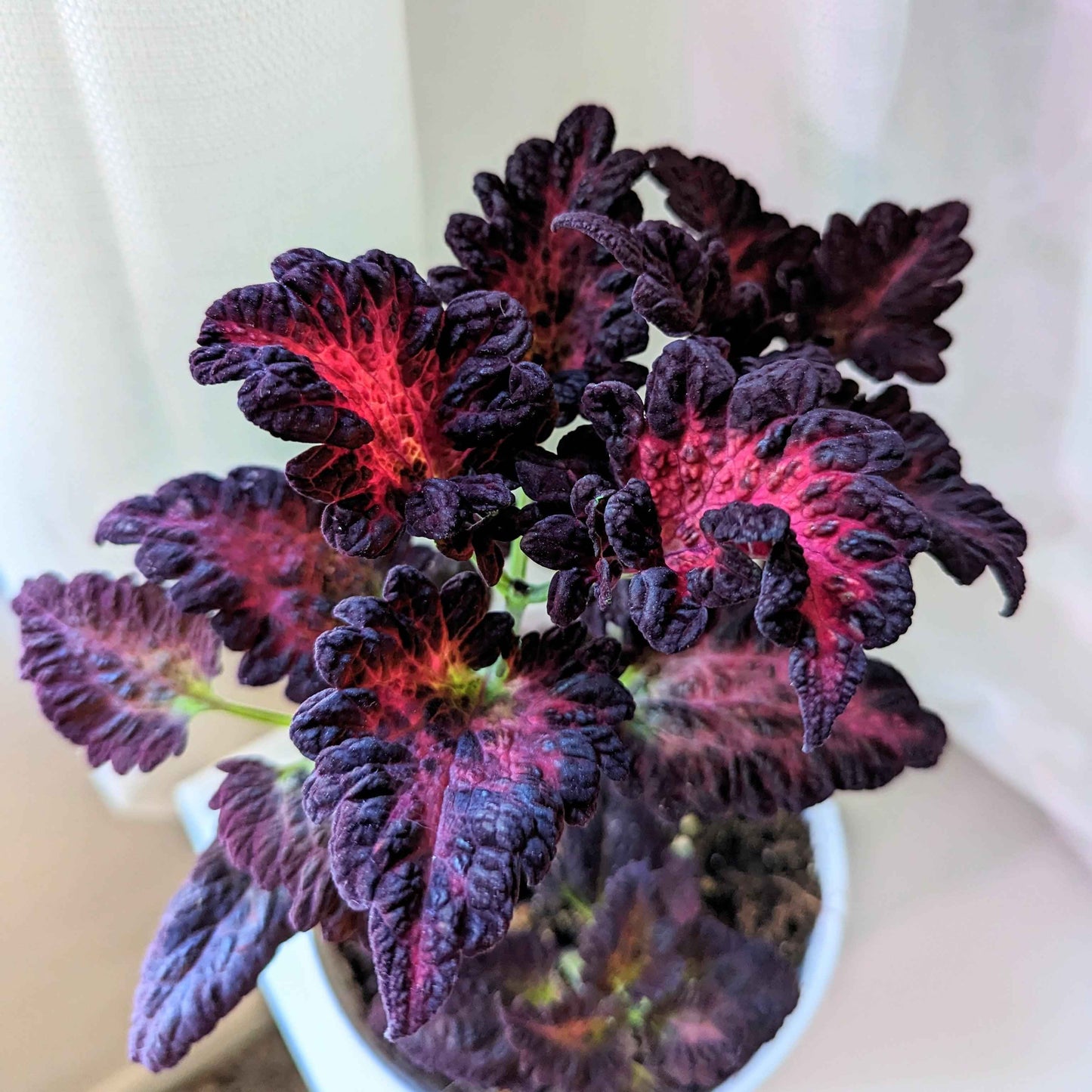 Black dragon coleus plant with dark leaves and red centers