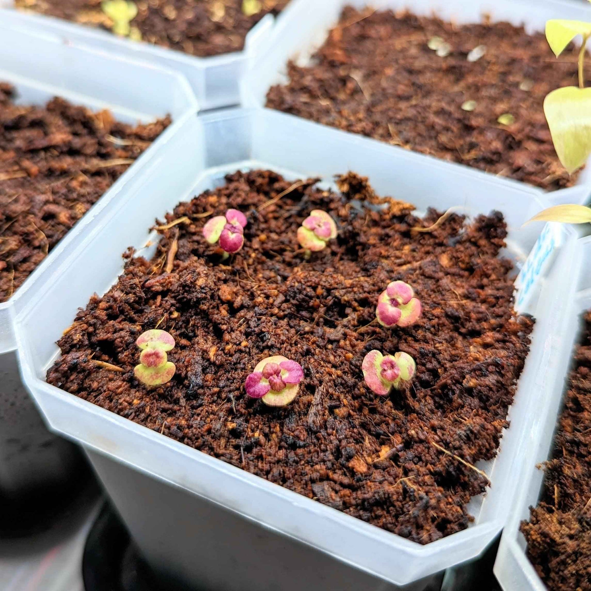 Seed tray with small sprouting coleus seedlings