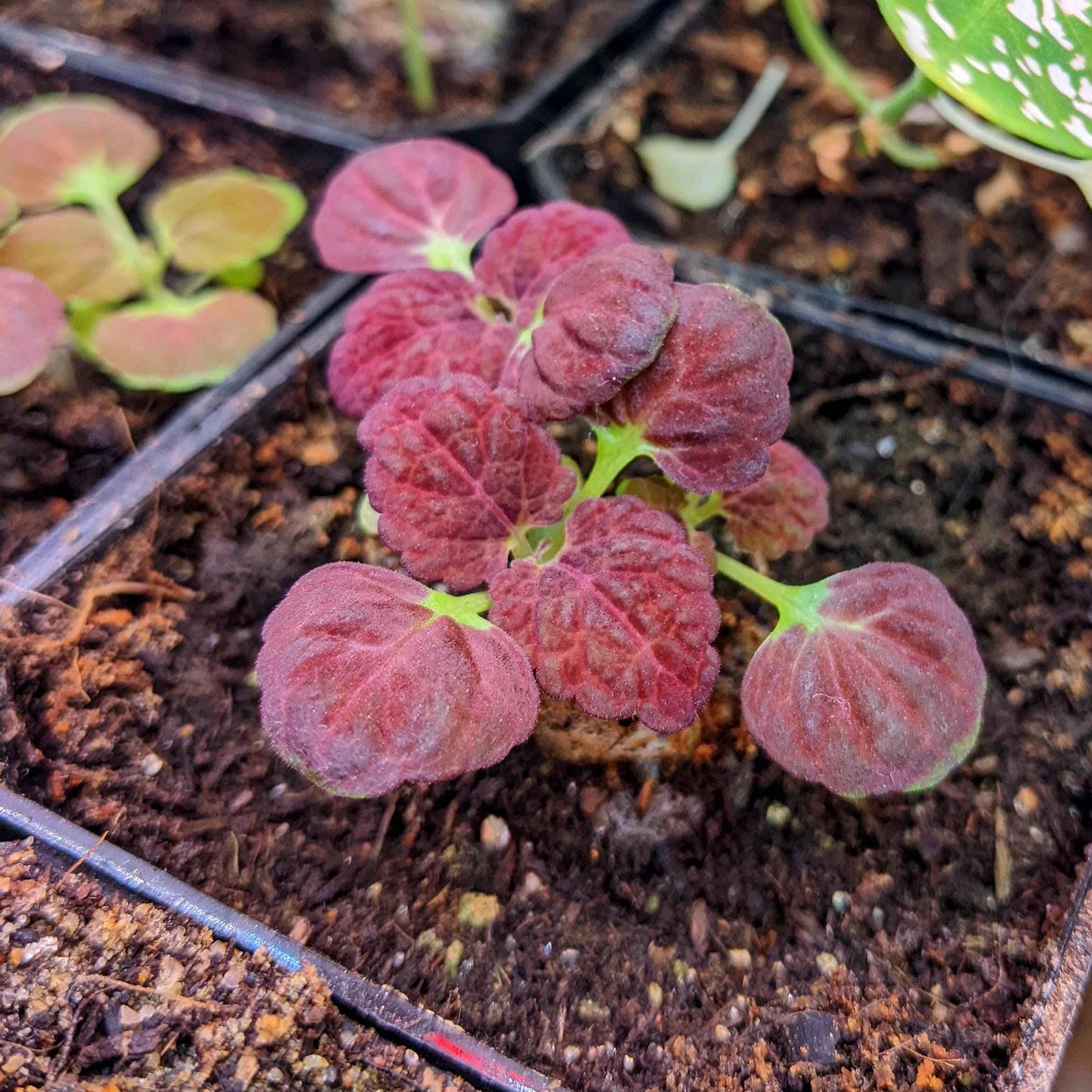 Close-up of coleus seedlings with round leaves in seed tray