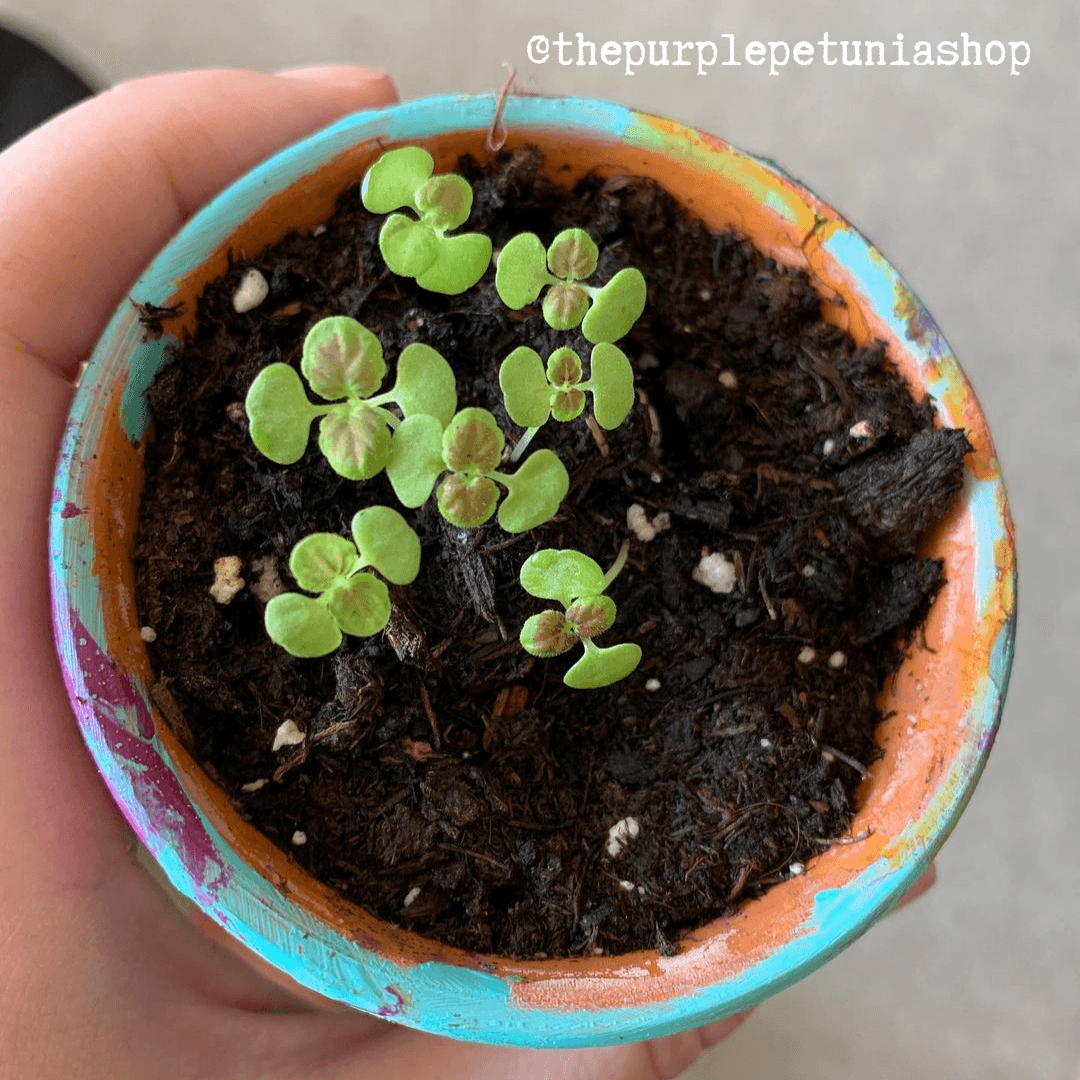 Young coleus sprouts growing in soil in a small pot
