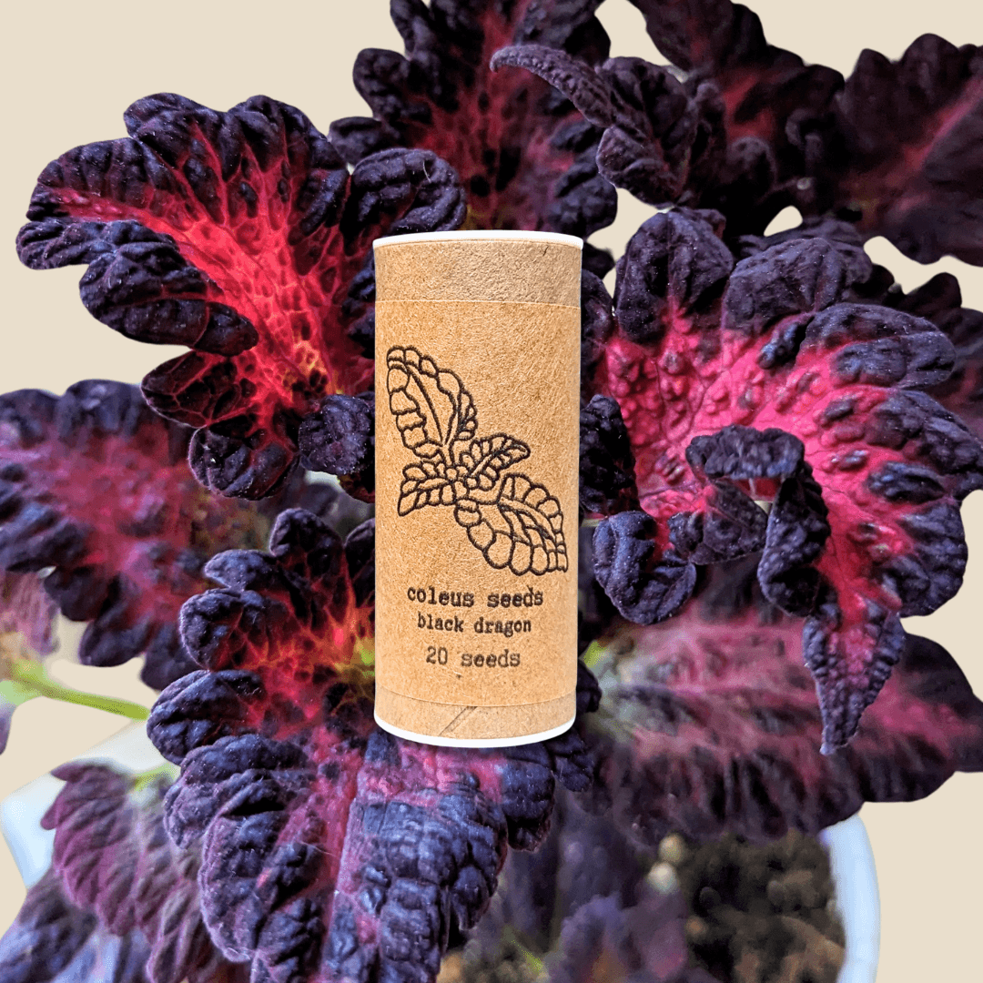 Black Dragon coleus seed packet, 20 seeds