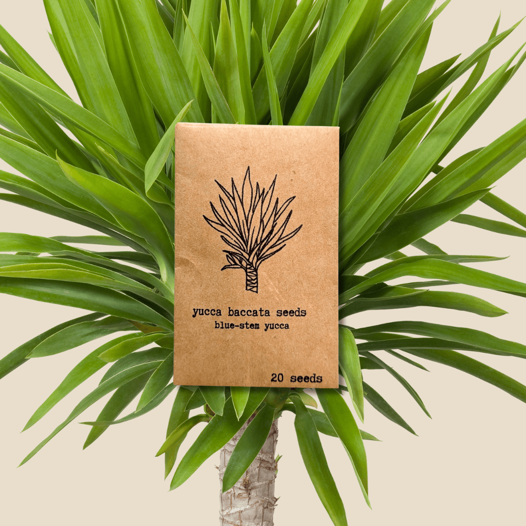 Yucca baccata 'Blue Stem' seeds packet with 20 seeds, on green spiky leaves