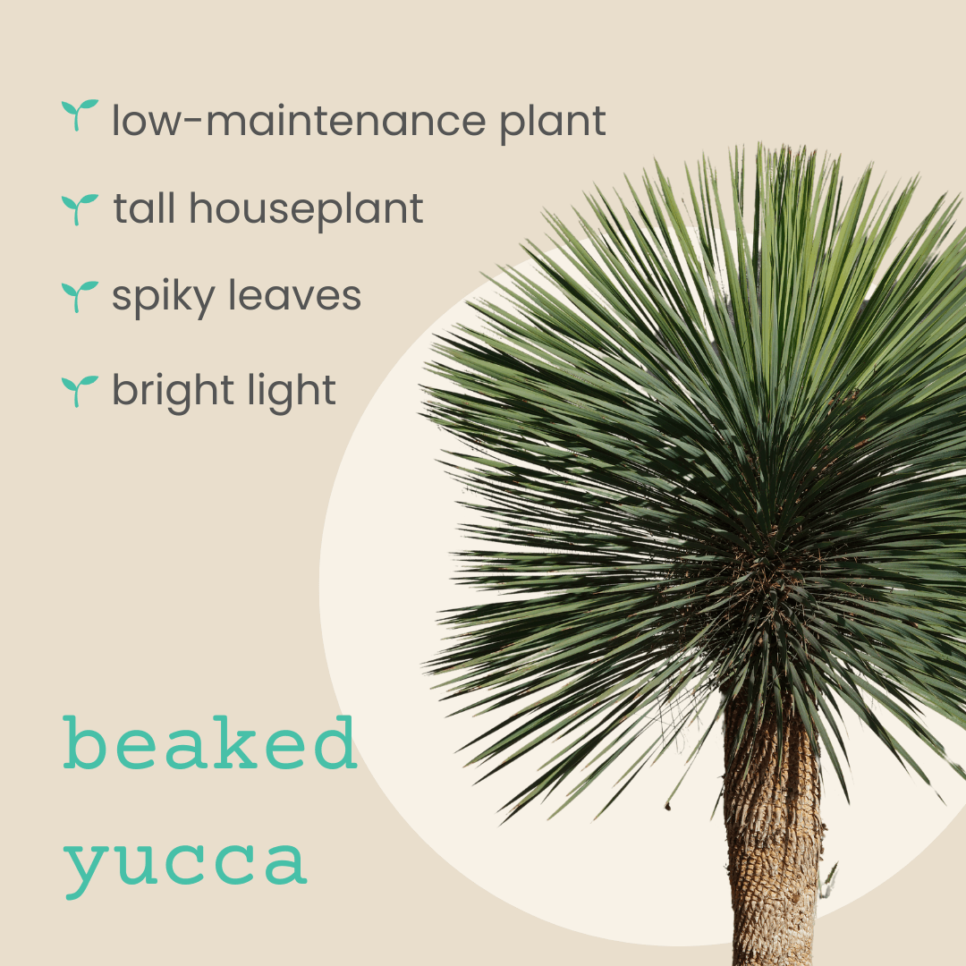 Beaked yucca tall houseplant with spiky leaves, low-maintenance plant infographic