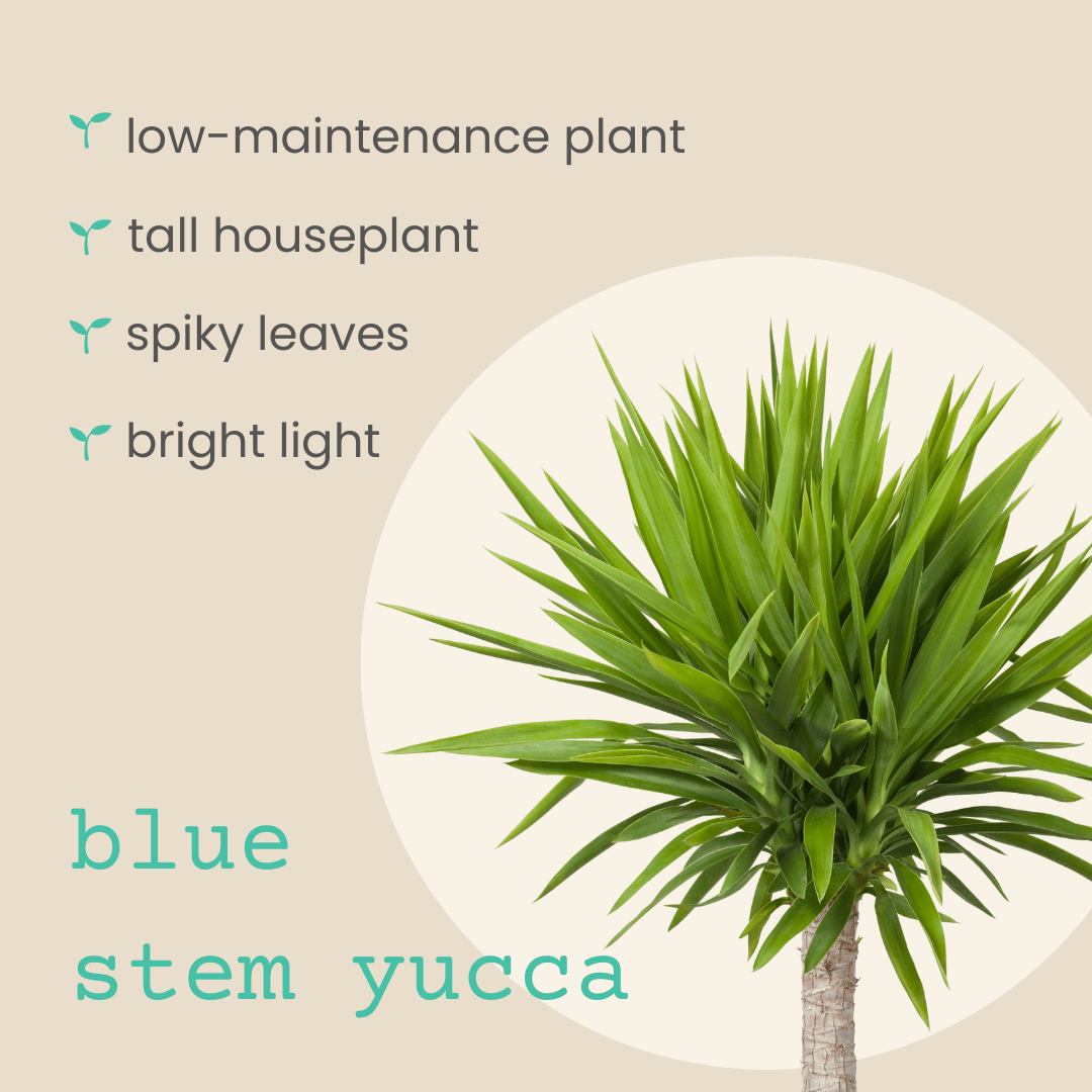 Blue-stem yucca plant with spiky green leaves and thick trunk, upright rosette