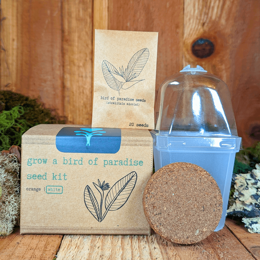 Bird of paradise seed kit box with seed packet card and coco fiber soil pod