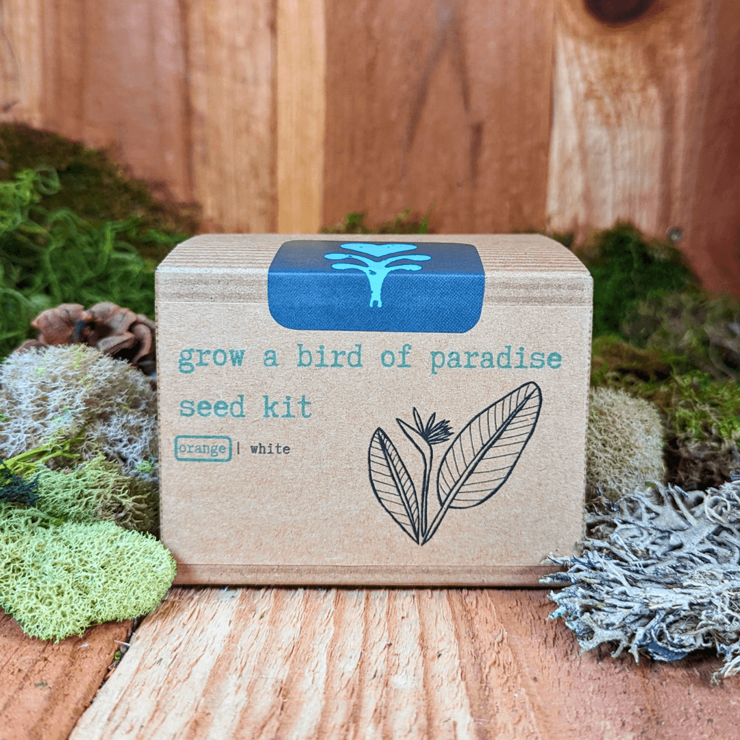 Bird of paradise seed kit front box with blue top label and bird illustration