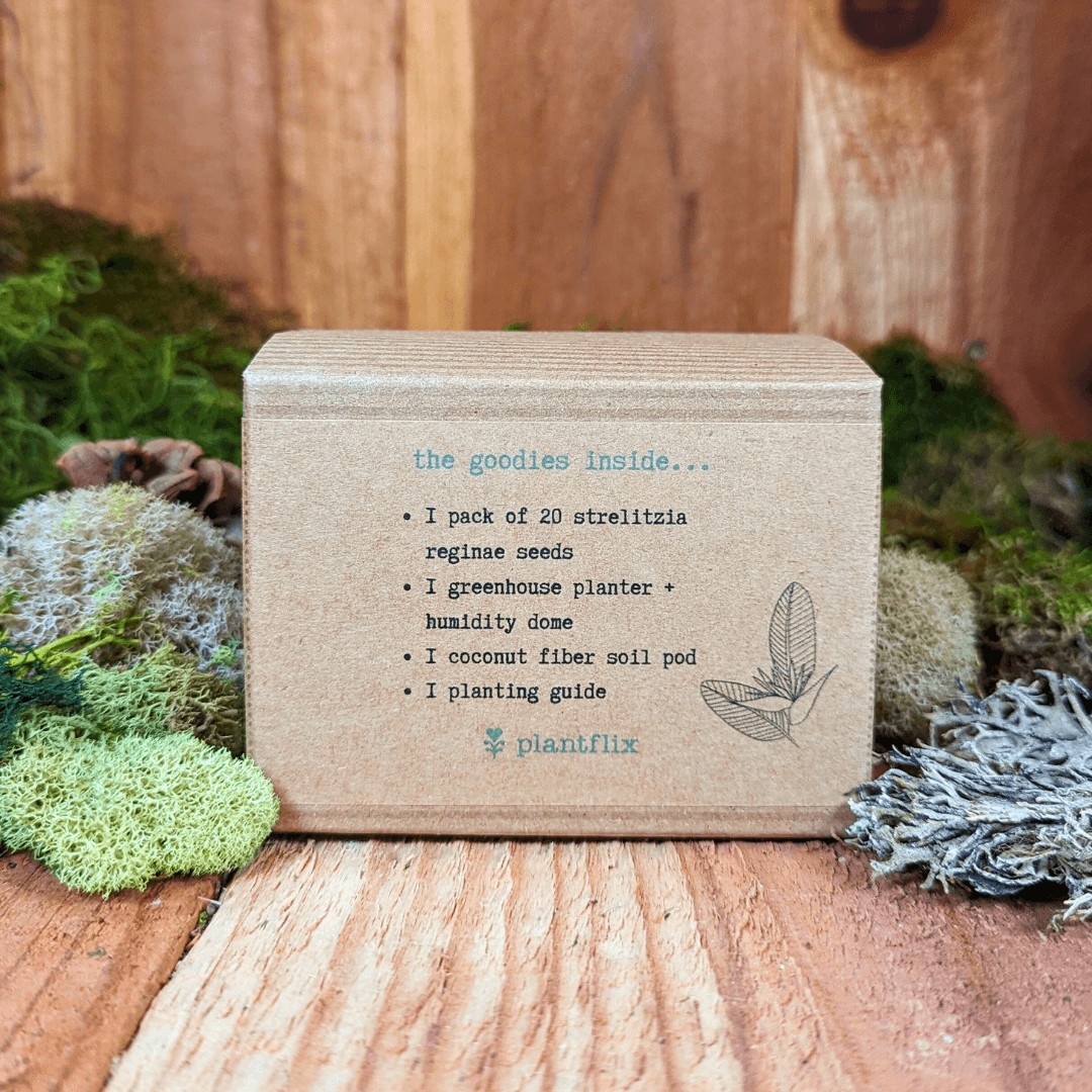 Bird of paradise seed kit back panel listing 20 seeds and planting guide